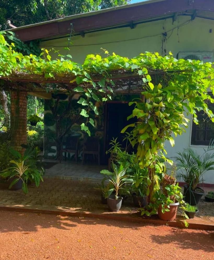Olivia Homestay Anuradhapura Dış mekan fotoğraf