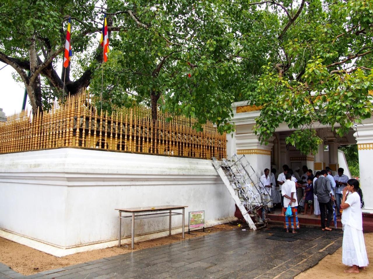 Olivia Homestay Anuradhapura Dış mekan fotoğraf